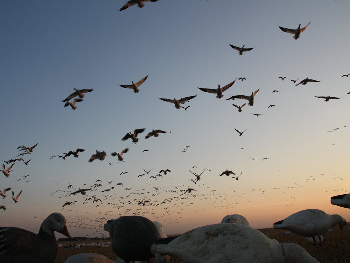 A flock of birds are flying over a field
