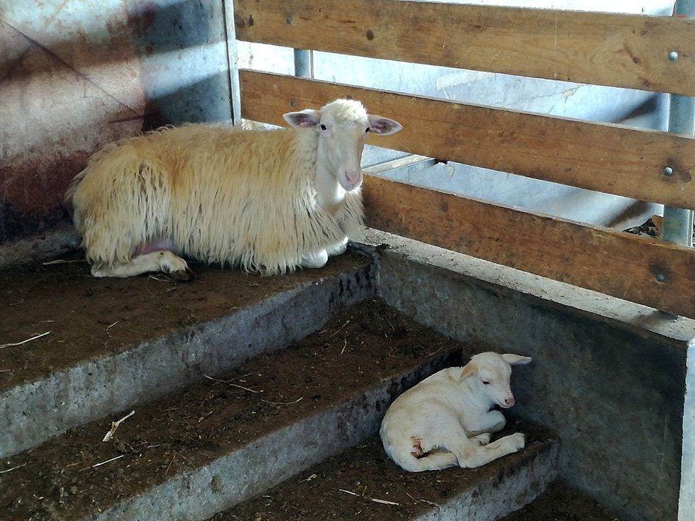 Animali della Fattoria Su Stai