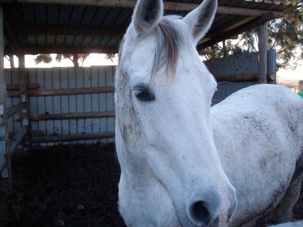 Animali della Fattoria Su Stai
