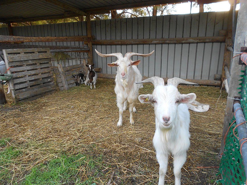 Animali della Fattoria Su Stai