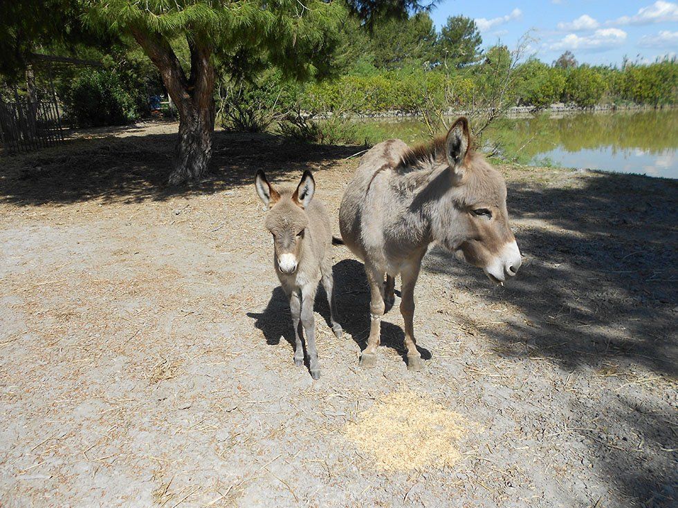 Animali della Fattoria Su Stai