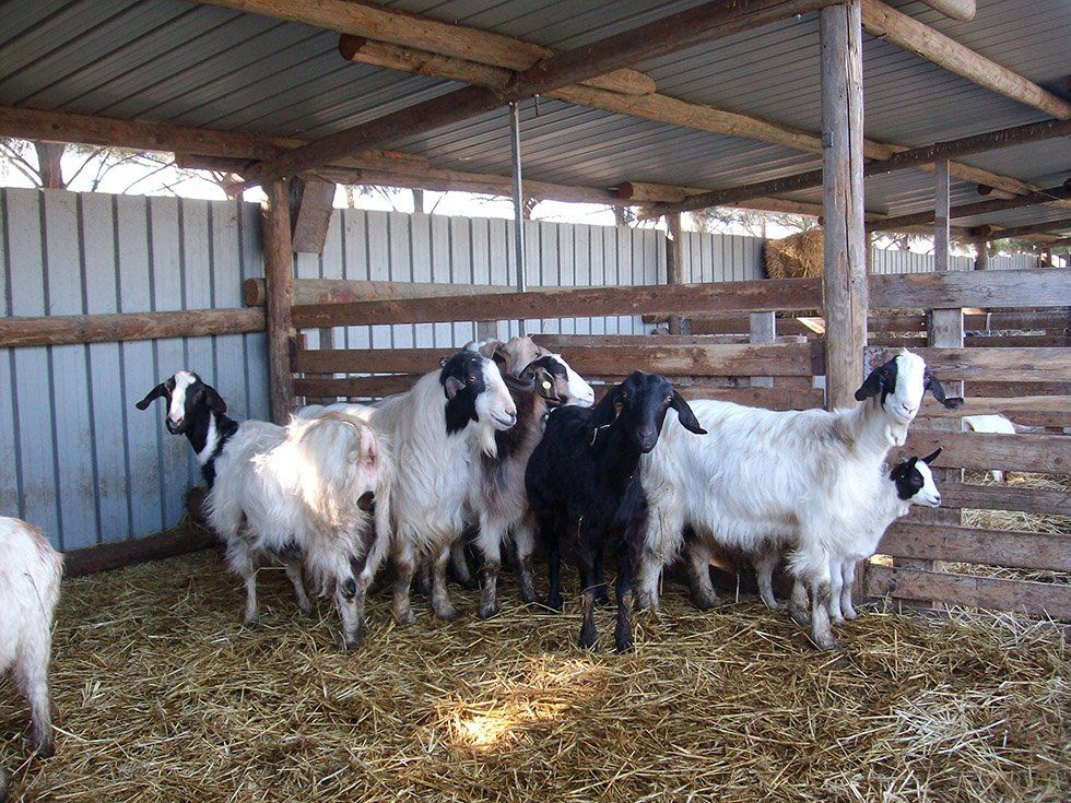 Animali della Fattoria Su Stai