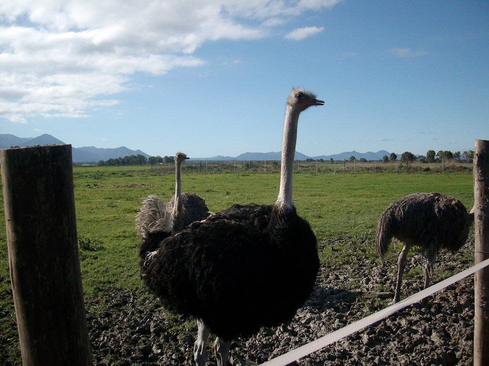 Animali della Fattoria Su Stai