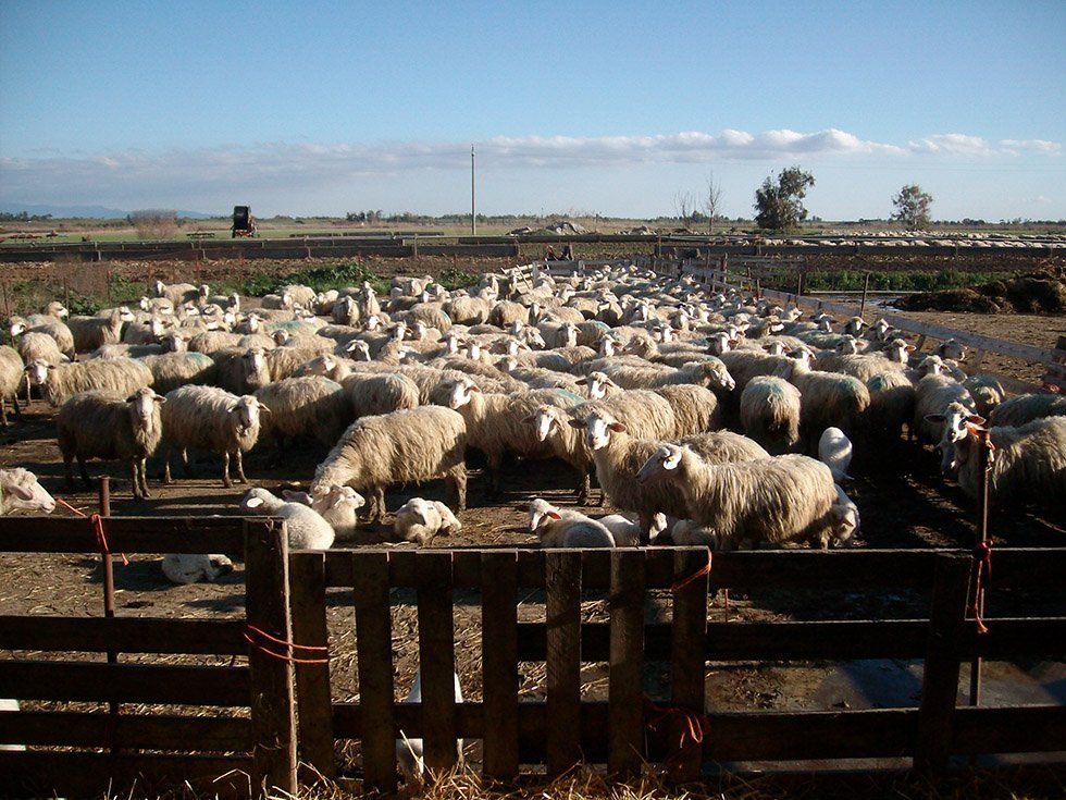 Animali della Fattoria Su Stai