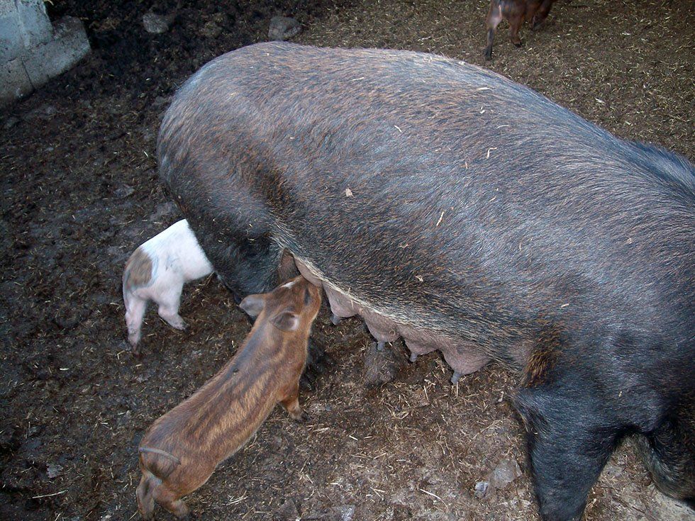 Animali della Fattoria Su Stai