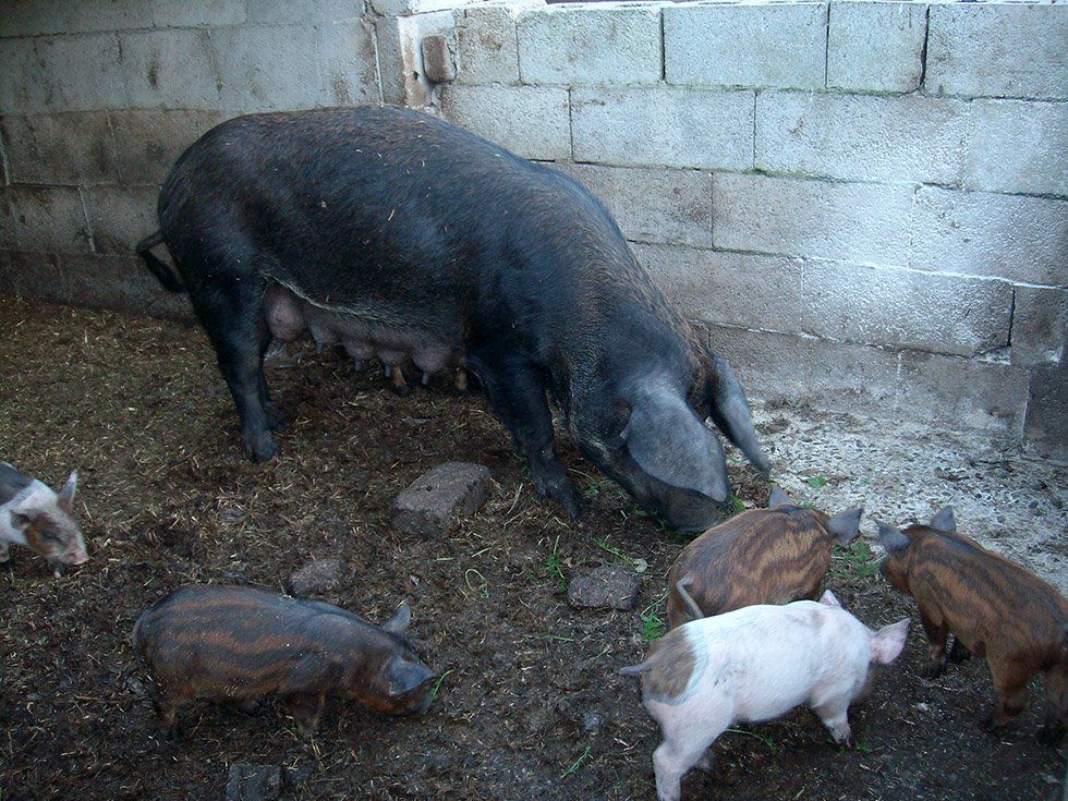 Animali della Fattoria Su Stai