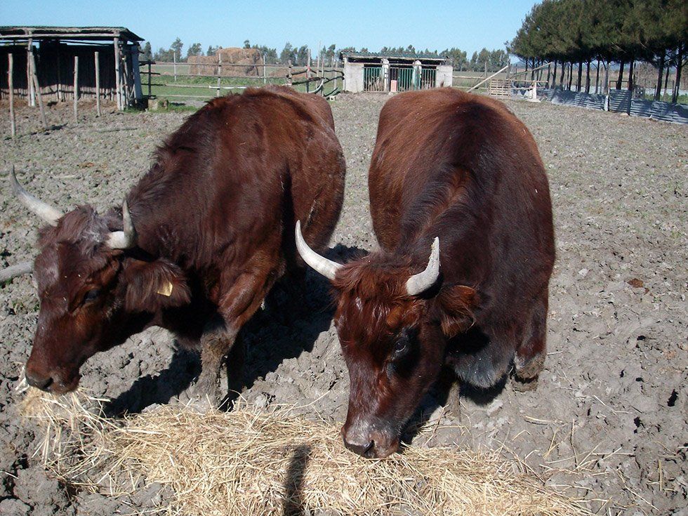 Animali della Fattoria Su Stai