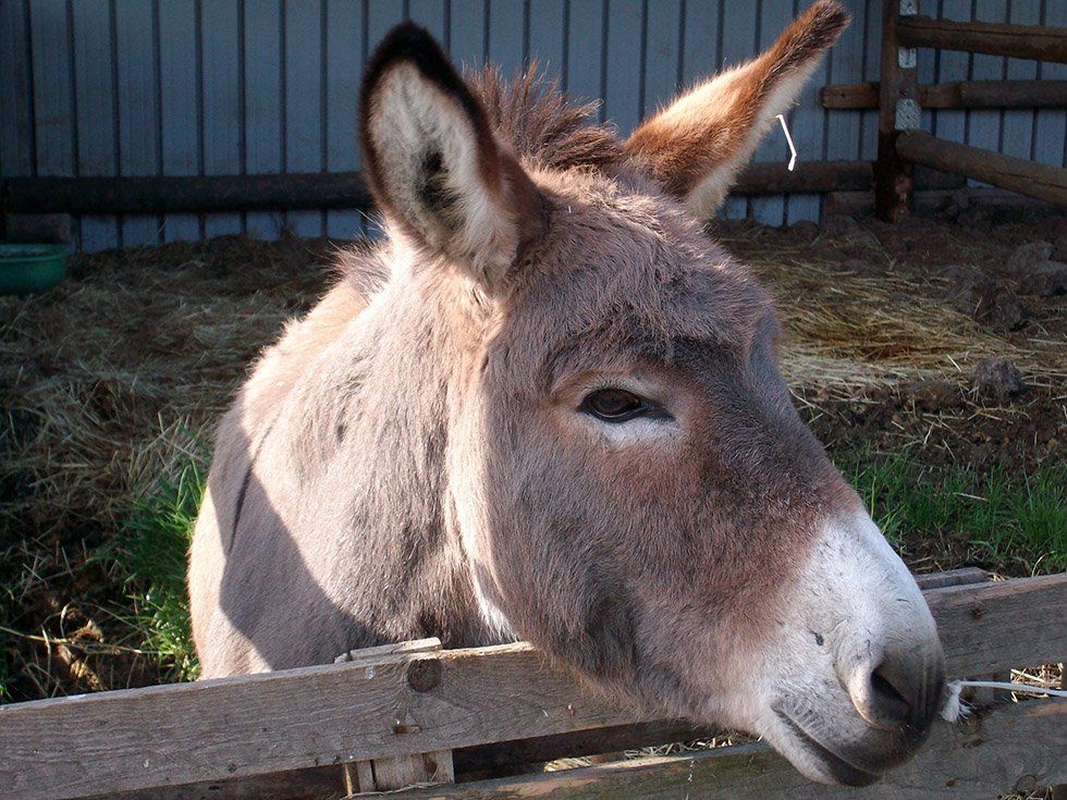 Animali della Fattoria Su Stai