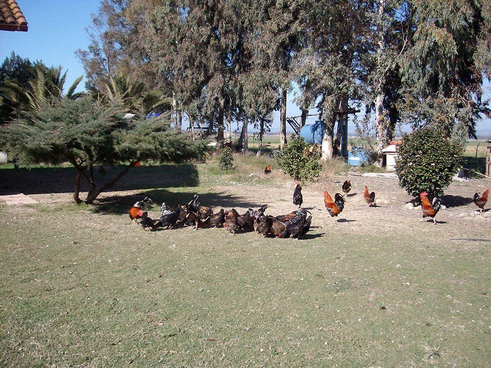 Animali della Fattoria Su Stai