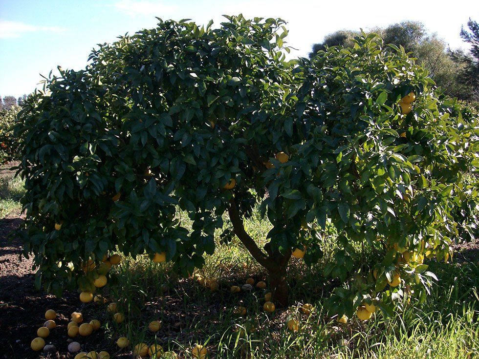 Azienda Agricola Su Stai