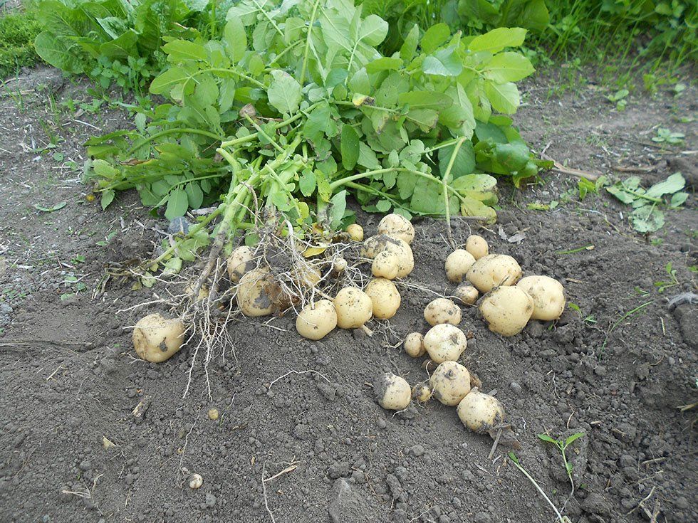 Azienda Agricola Su Stai