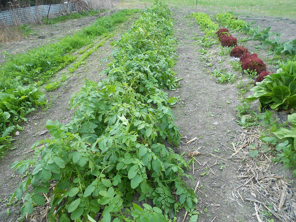 Azienda Agricola Su Stai