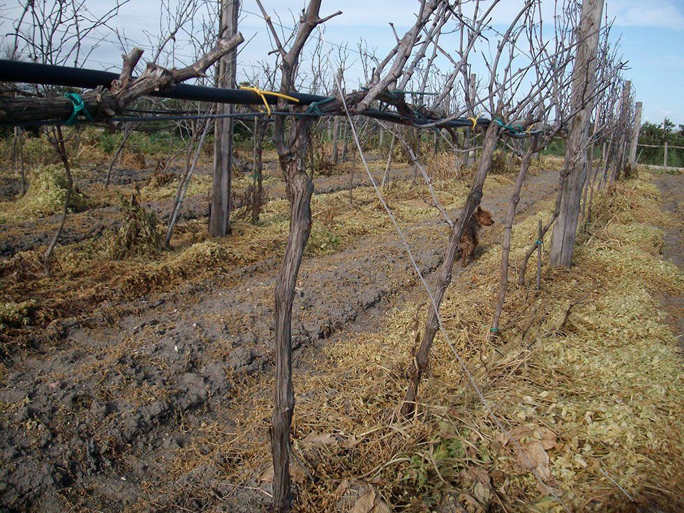 Azienda Agricola Su Stai