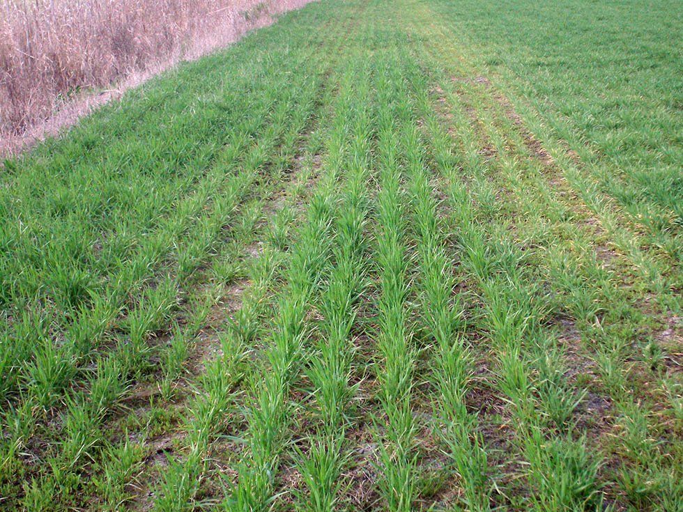 Azienda Agricola Su Stai