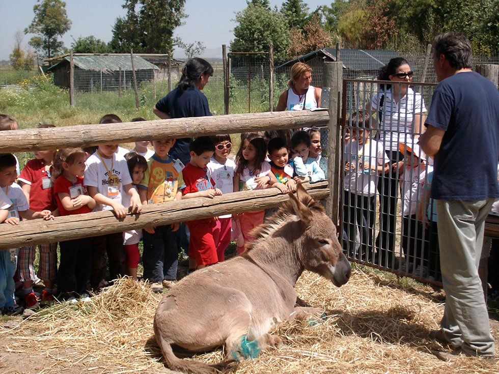 Fattoria Didattica Su Stai