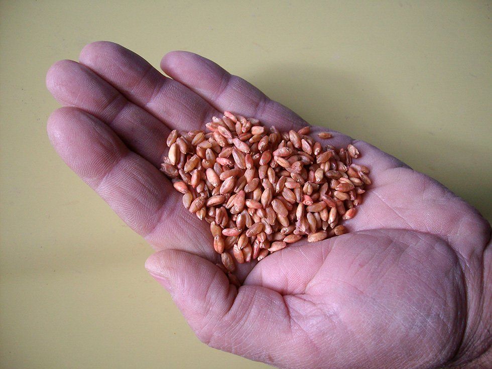 Vendita prodotti della Fattoria Su Stai