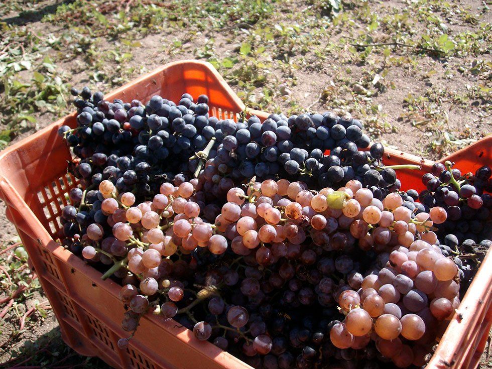 Vendita prodotti della Fattoria Su Stai