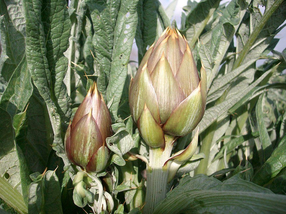 Vendita prodotti della Fattoria Su Stai