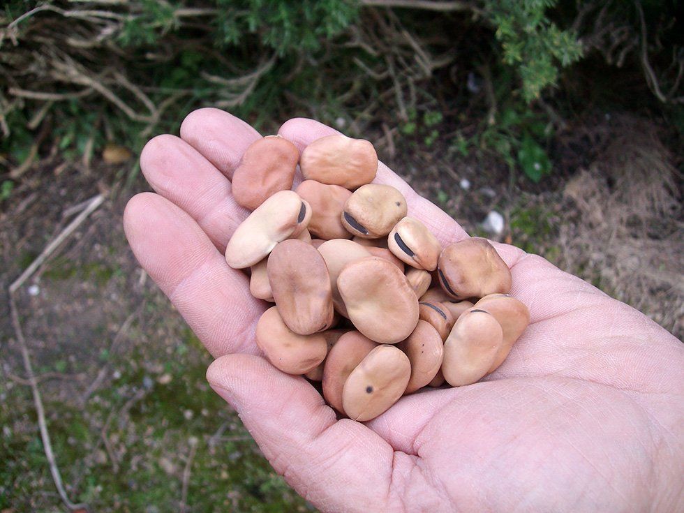 Vendita prodotti della Fattoria Su Stai