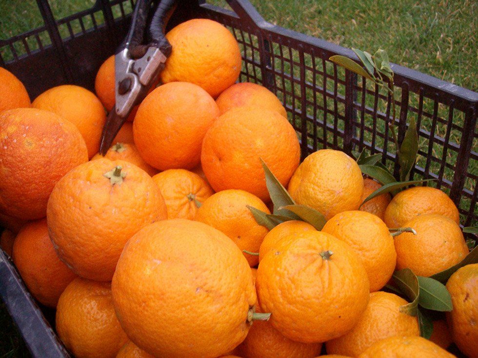 Vendita prodotti della Fattoria Su Stai