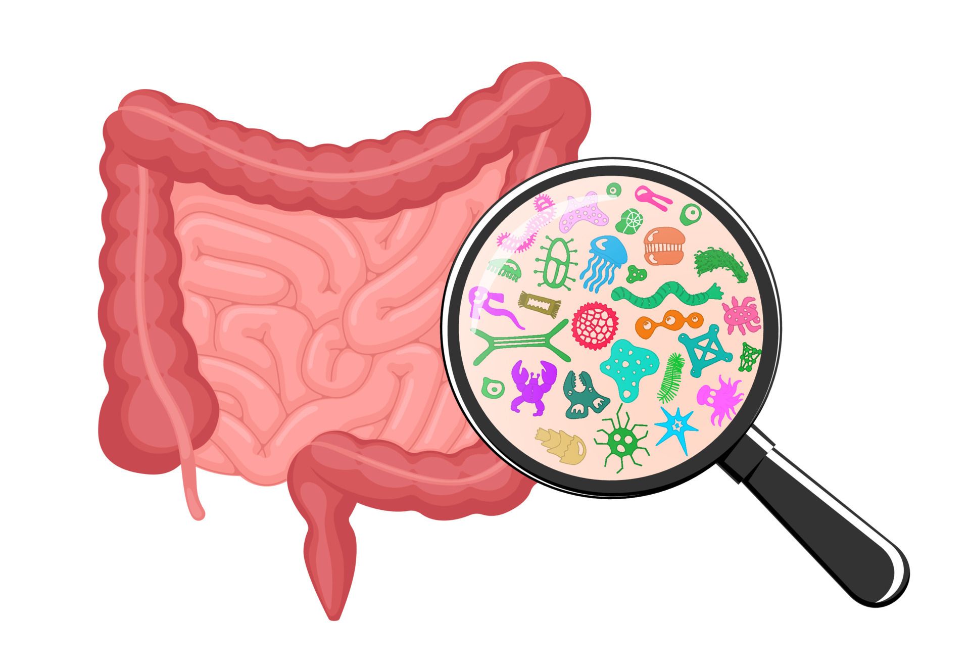 Intestines with a magnifying glass showing various microorganisms, highlighting gut bacteria.