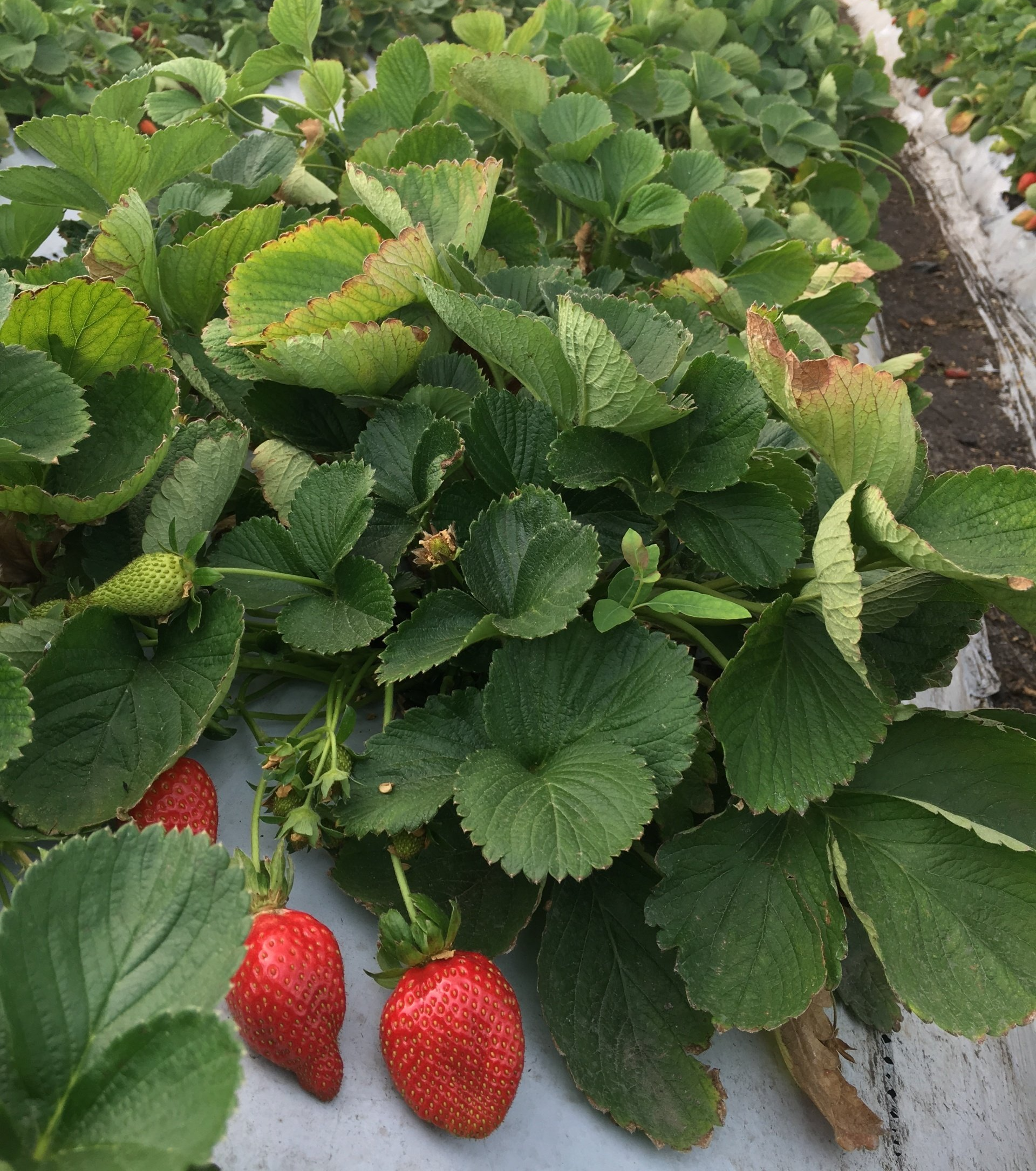 Cultivos de Fresas