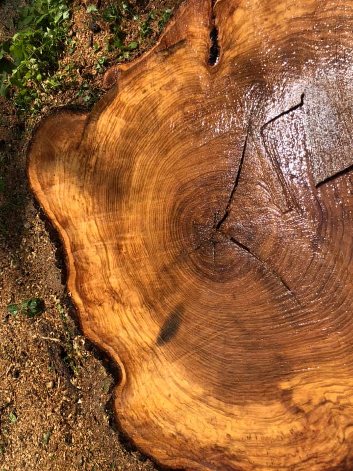 Cross-section of tree trunk, showing annual rings. Brown, with cracks, and wet.