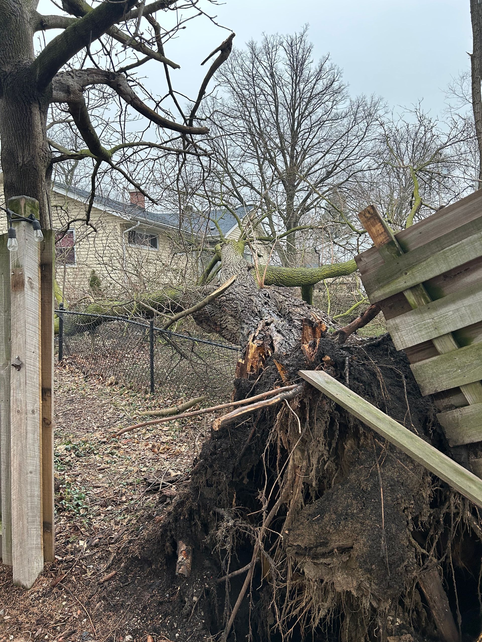 Uprooted tree trunk and exposed roots next to a wooden fence in a yard with a house visible in the background.