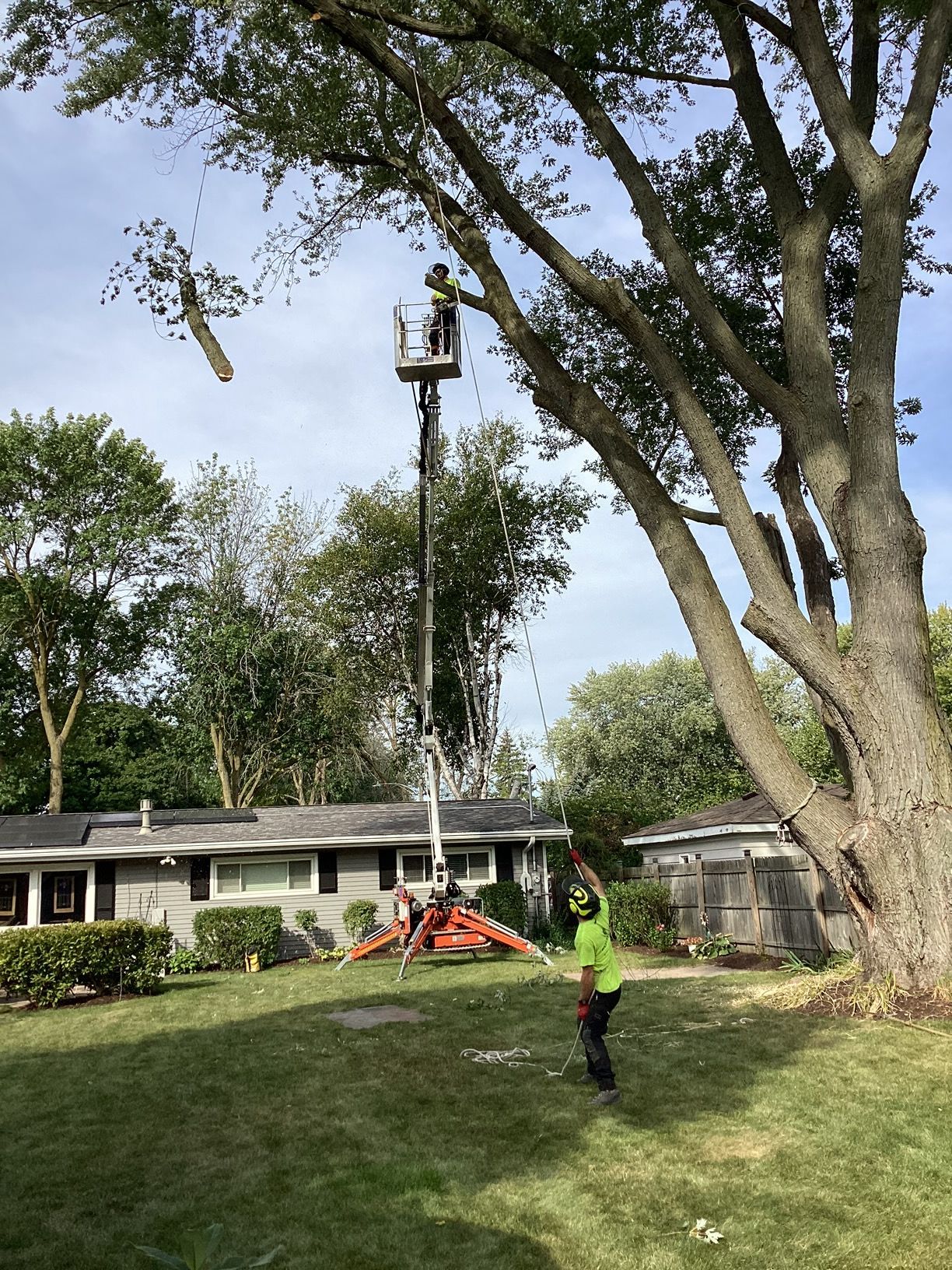 Tree being trimmed: worker in a lift, another on the ground, lawn, gray house, blue sky.