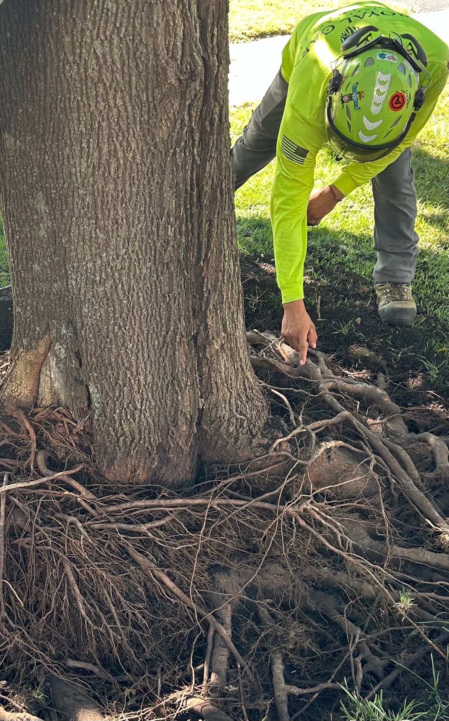 A worker in a bright yellow shirt and helmet points to the roots of a tree where soil has been cleared away.