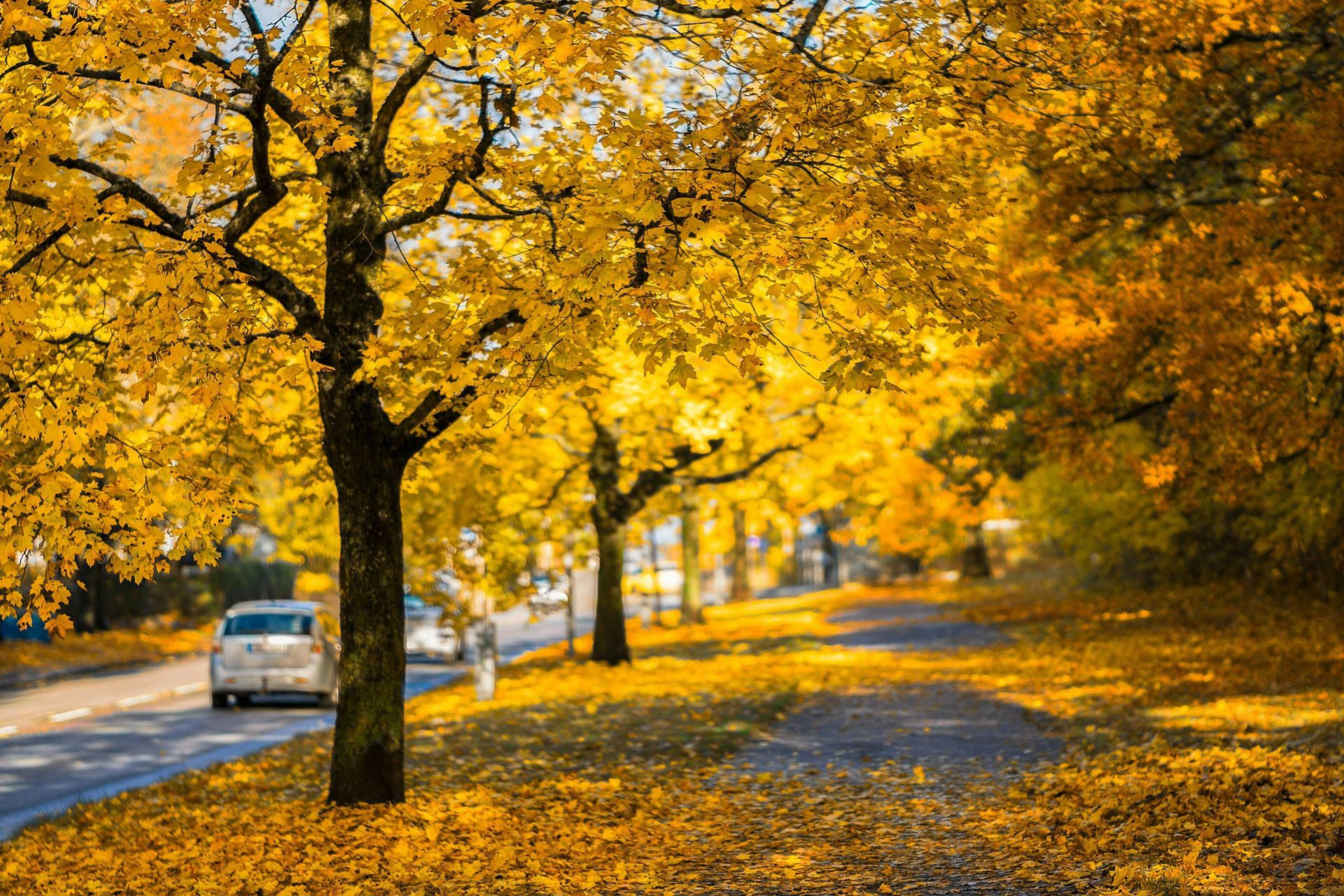 Fall trees in suburbs of Chesapeake VA