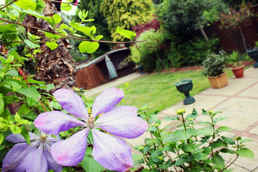 A close up of a purple flower in a garden