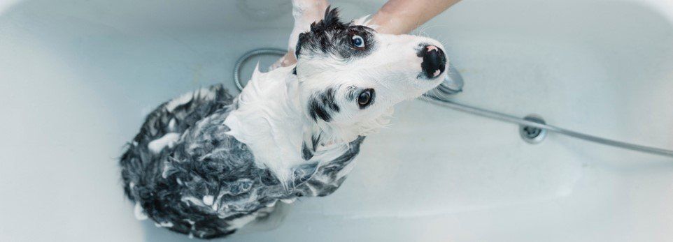 Cane durante il bagno in una vasca