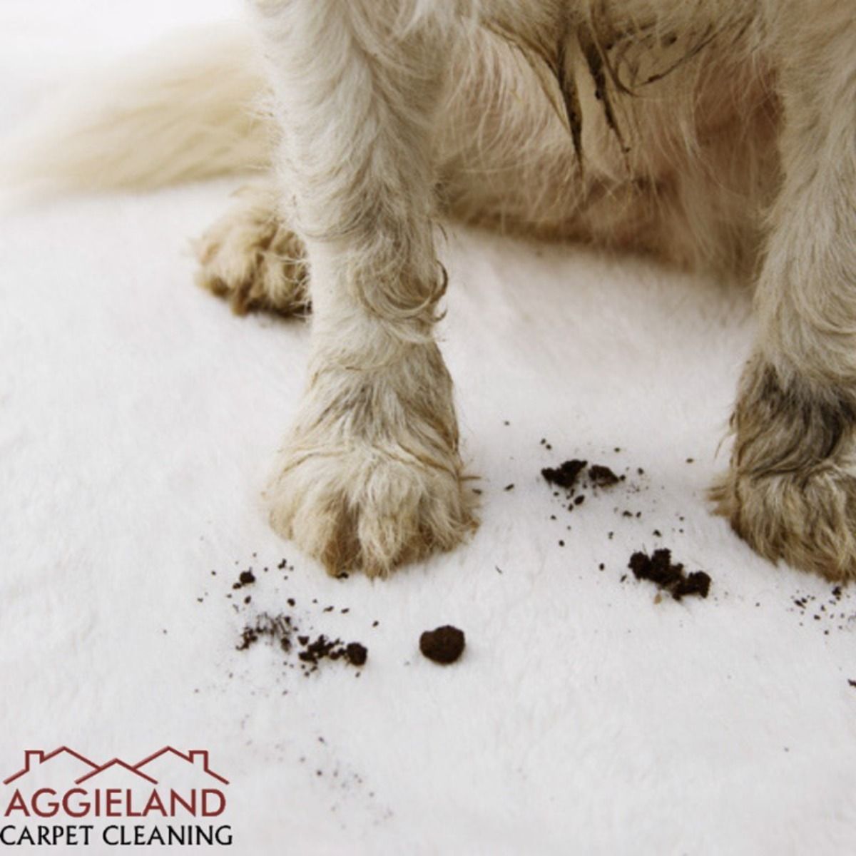 a dog 's paws are covered in dirt and a logo for aggieland carpet cleaning