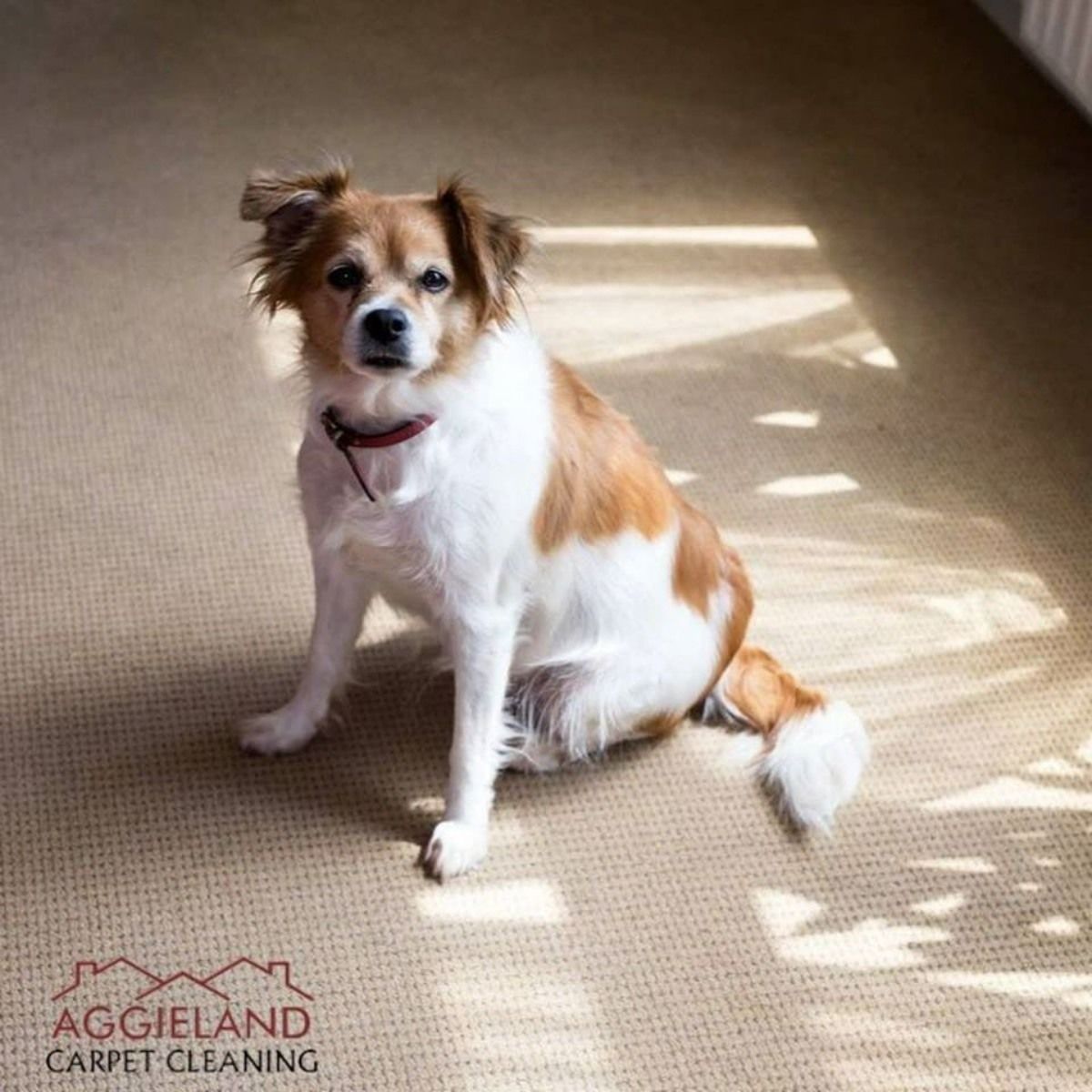 a brown and white dog is sitting on a carpet .