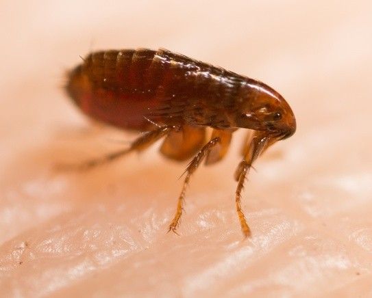 A flea is crawling on a person 's skin.