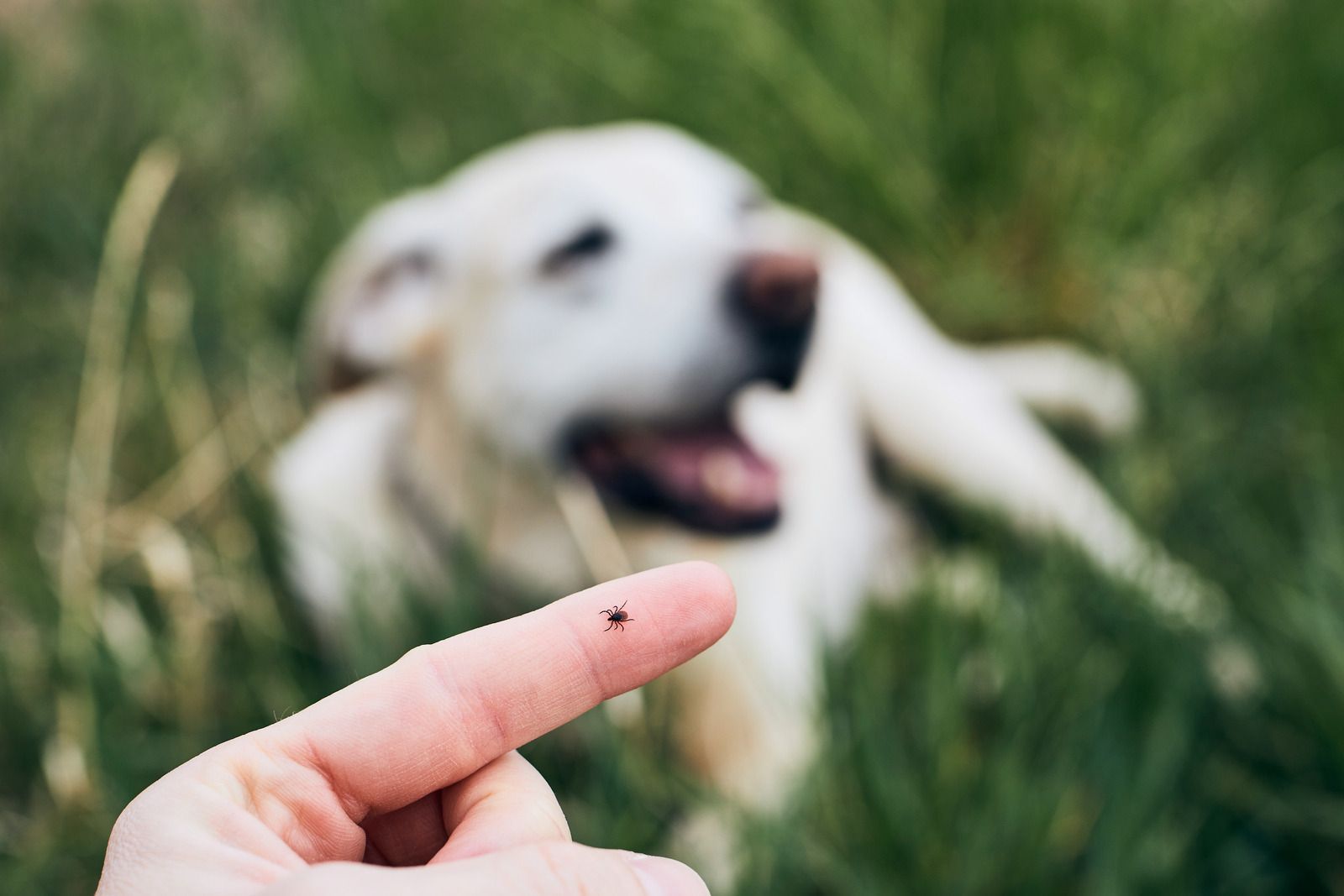 Person's finger holding a tick. A dog in the grass is blurred in the background.