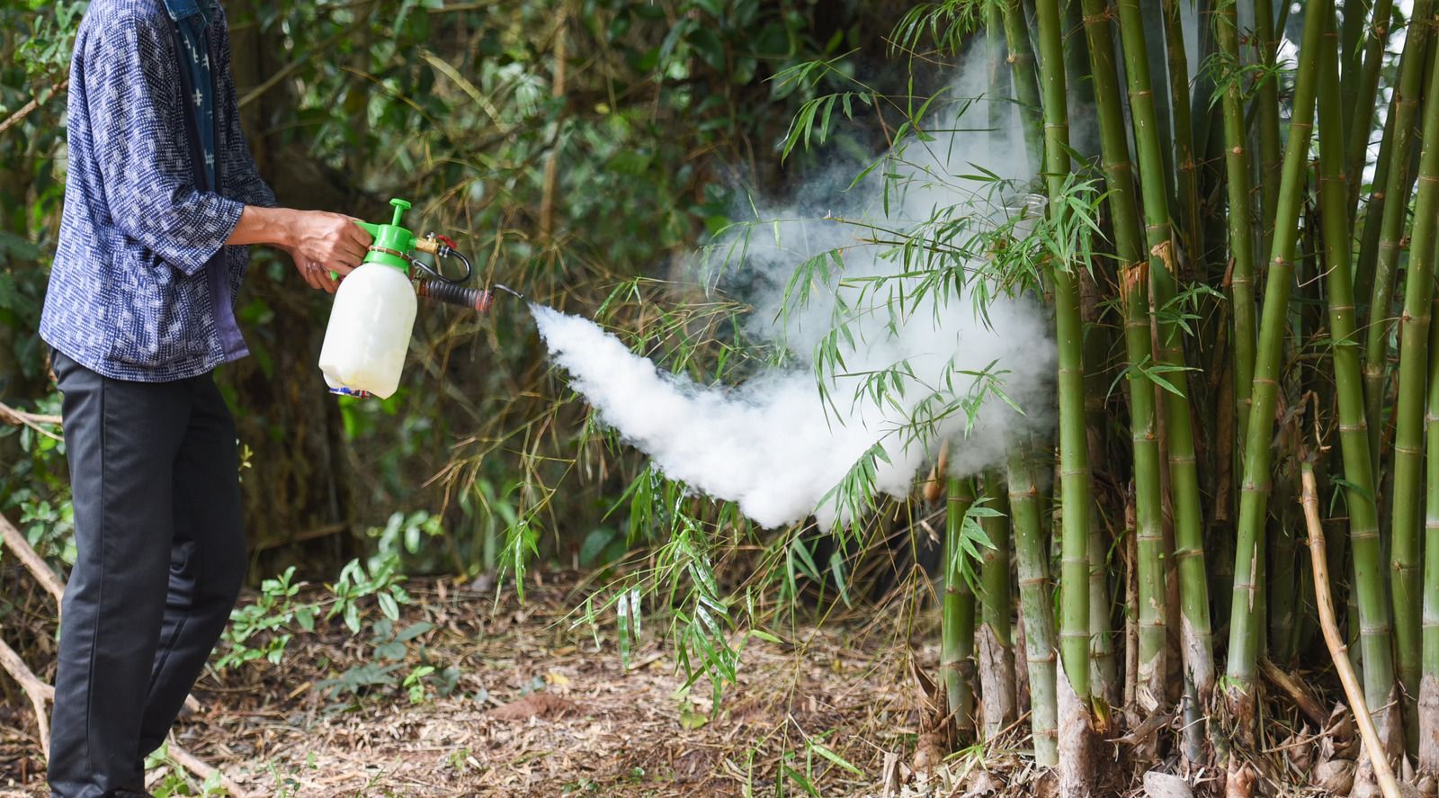 Mosquito spraying in Rockland County backyard