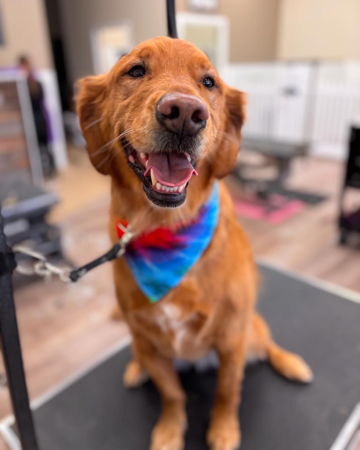 A brown dog wearing a tie dye bandana is sitting on a grooming table.