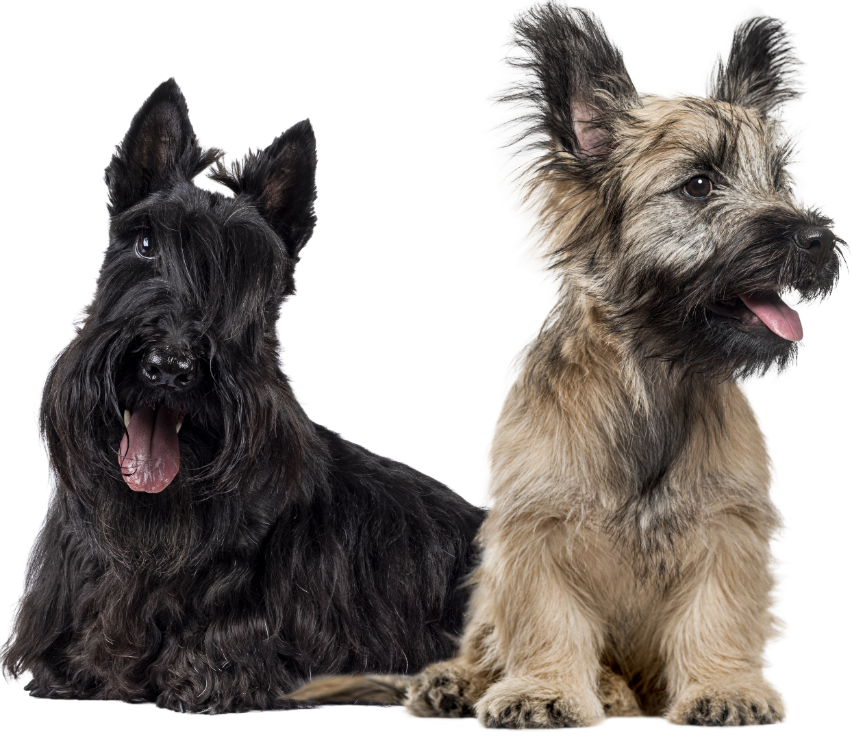 Two scottish terriers are sitting next to each other on a white background