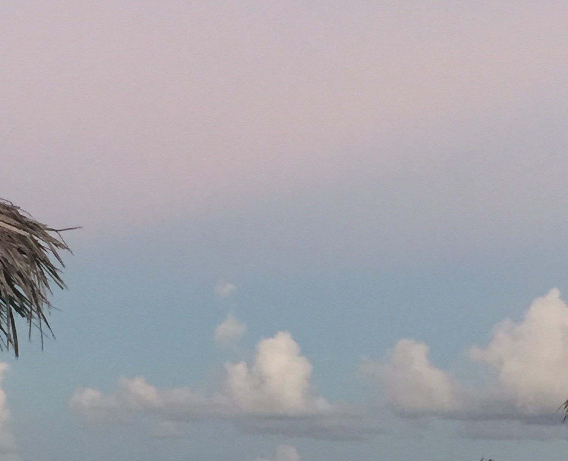 A palm tree against a blue sky with clouds