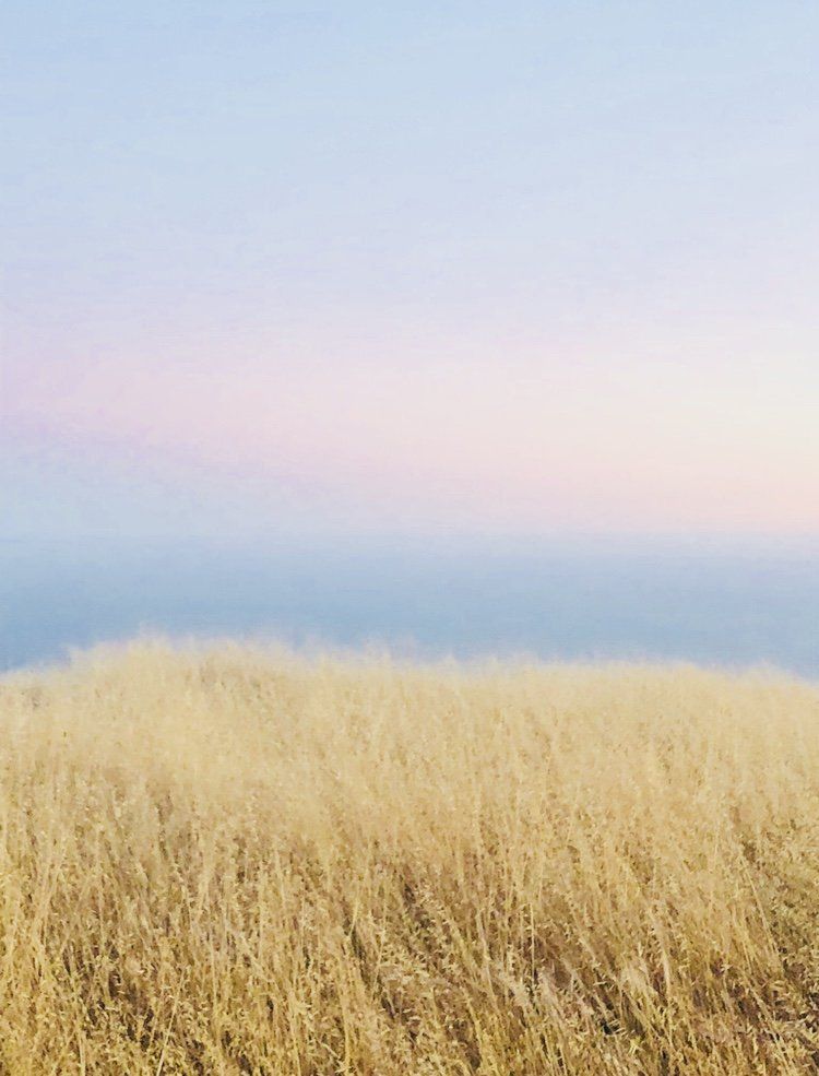 A field of tall grass with the ocean in the background.