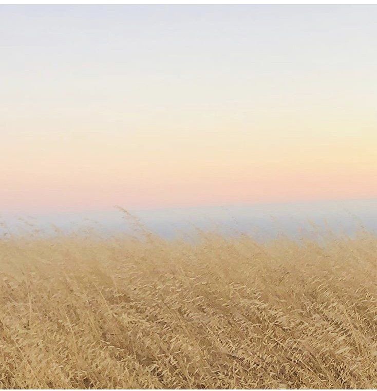 A field of tall grass with a sunset in the background.