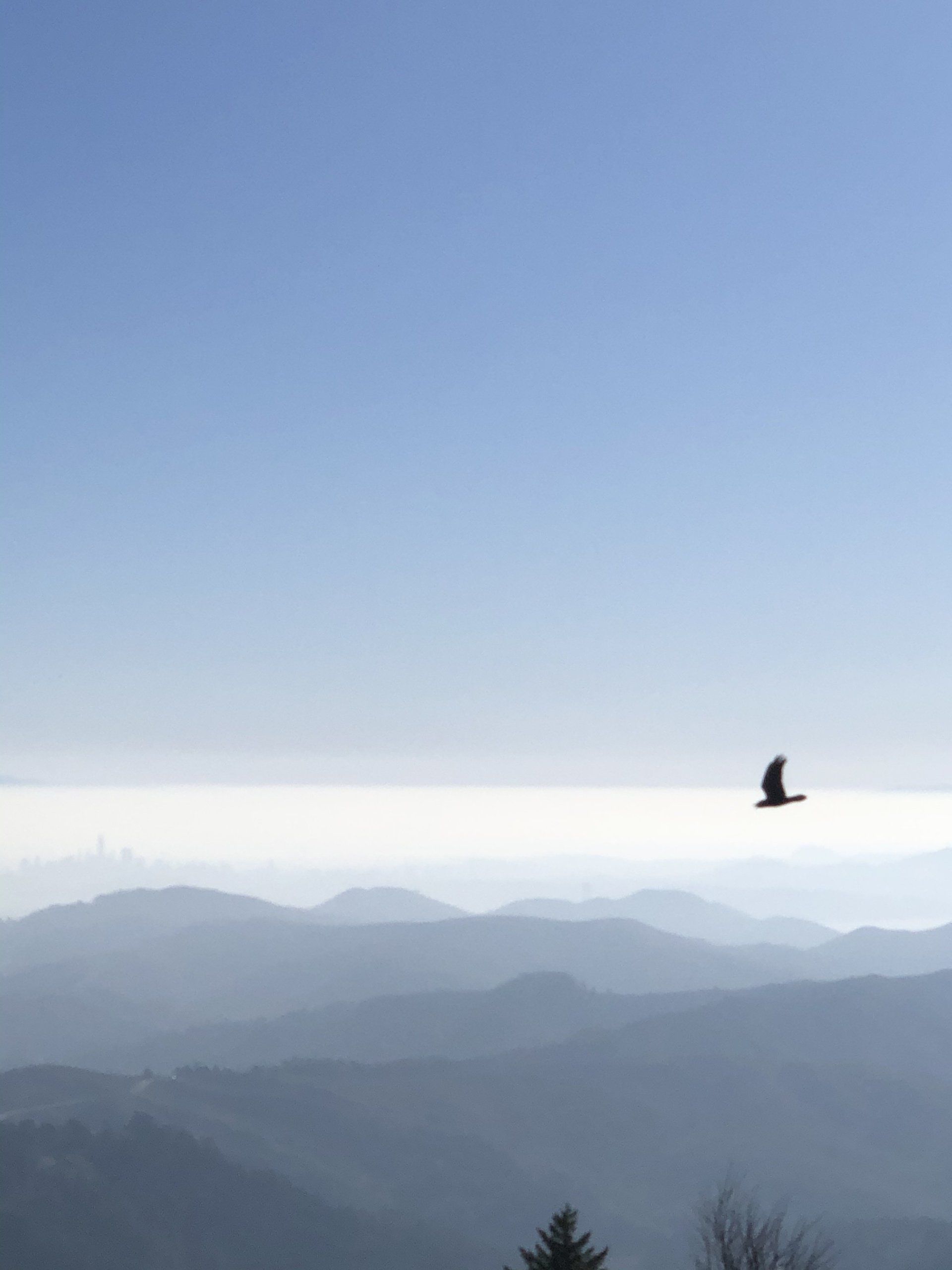 A bird is flying over a mountain range on a clear day.
