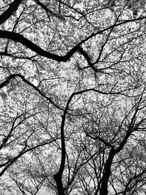 A black and white photo of a tree with a lot of branches