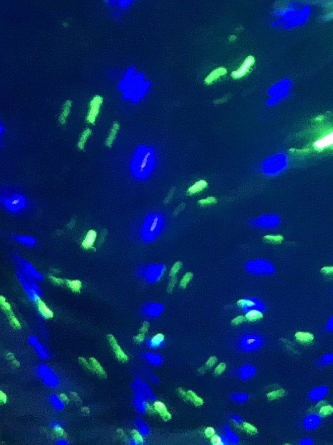 A bunch of blue and green lights are floating in the air.