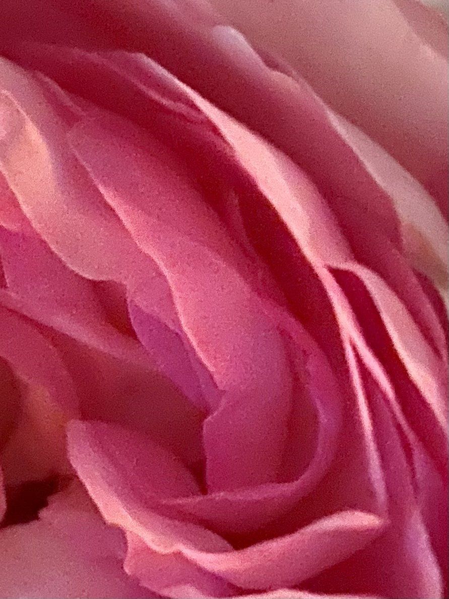 A close up of a pink rose with a blurred background