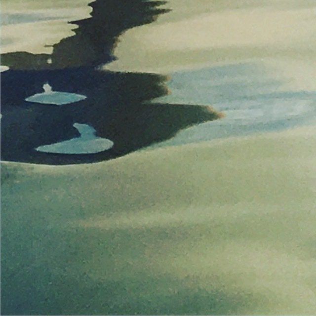 A duck is reflected in a puddle of water