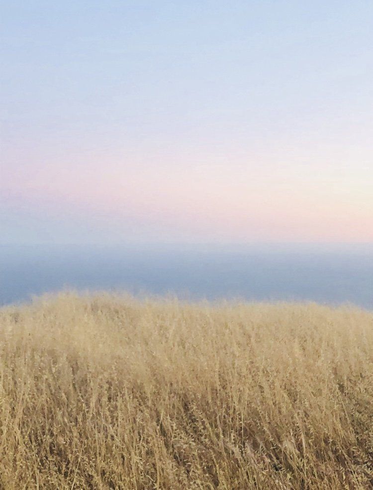 A field of tall grass with the ocean in the background.