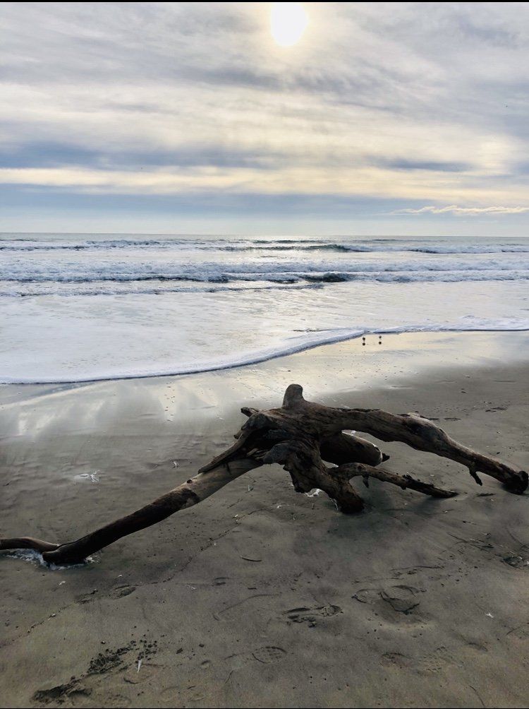 A piece of driftwood is laying on the beach near the ocean.